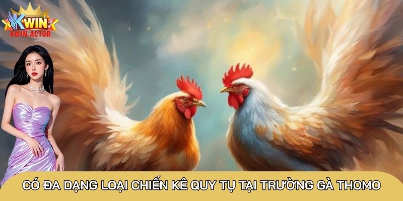 Đá gà trực tiếp Thomo siêu hấp dẫn, chinh phục thành viên 1 Đá gà trực tiếp Thomo có sức hút đặc biệt